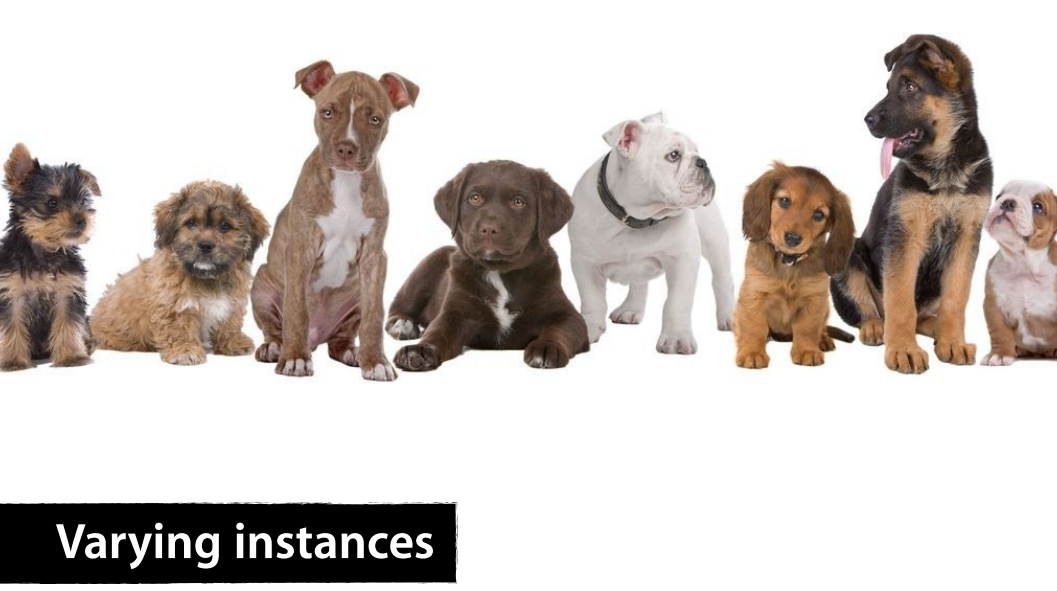 A row of many different puppy breeds.