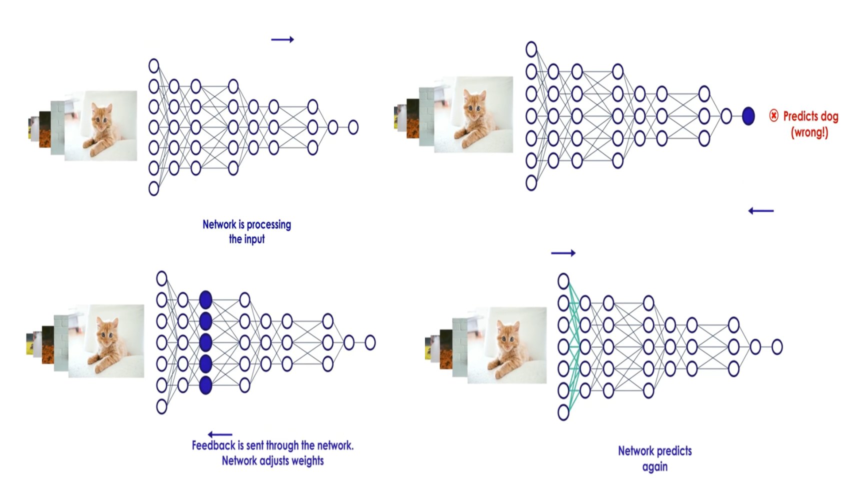 Four steps: network processes input, predicts dog (wrong), feedback adjusts weights, network predicts again